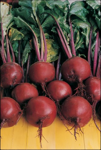 Beetroot Plug Plants "Grow Your Own" Vegetables **Letterbox Friendly** - Chartley Chucks