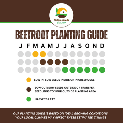 Beetroot Seeds - 200 Bona Beetroot Seeds – Plant and Grow Your Own Vegetables for Gardens, Pots & Allotments – Suitable for Indoor & Outdoor Planting – Packed in The UK by Meldon Seeds - Chartley Chucks