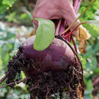 Beetroot Seeds - 200 Bona Beetroot Seeds – Plant and Grow Your Own Vegetables for Gardens, Pots & Allotments – Suitable for Indoor & Outdoor Planting – Packed in The UK by Meldon Seeds - Chartley Chucks