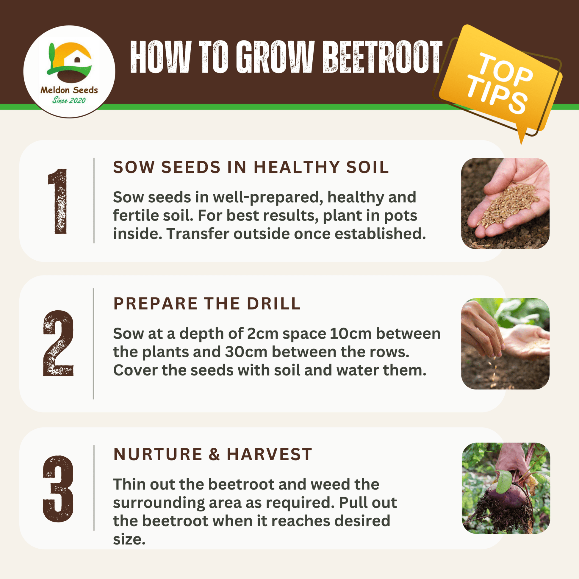 Beetroot Seeds - 200 Bona Beetroot Seeds – Plant and Grow Your Own Vegetables for Gardens, Pots & Allotments – Suitable for Indoor & Outdoor Planting – Packed in The UK by Meldon Seeds - Chartley Chucks