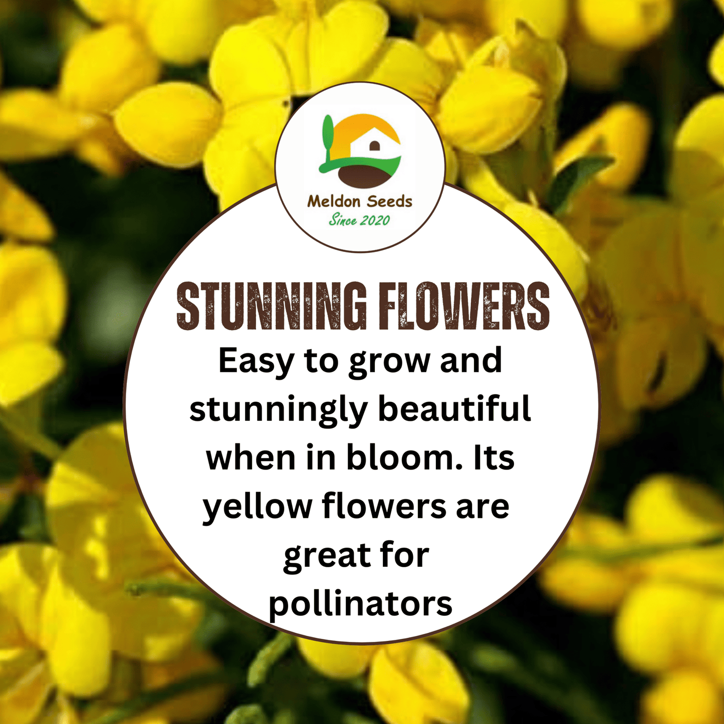 Birdsfoot Trefoil Seeds - 300 Native UK Wild Flower Seeds for Attracting Birds, Bees, Wildlife, Pollinators, Suitable for Planting and Growing Outdoors in Meadows, Fields and Gardens by Meldon Seeds - Chartley Chucks