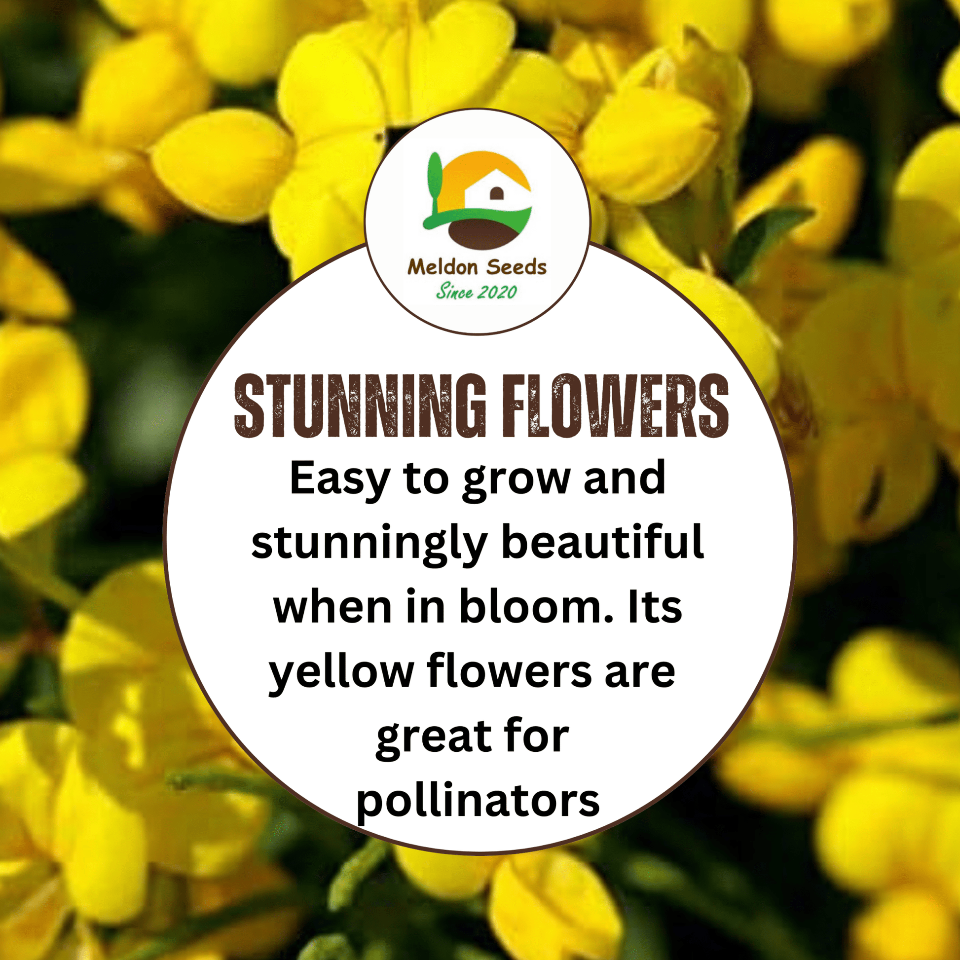 Birdsfoot Trefoil Seeds - 300 Native UK Wild Flower Seeds for Attracting Birds, Bees, Wildlife, Pollinators, Suitable for Planting and Growing Outdoors in Meadows, Fields and Gardens by Meldon Seeds - Chartley Chucks