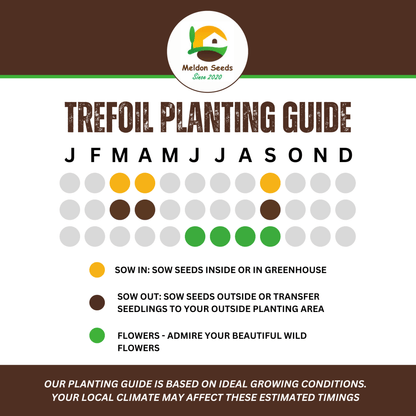 Birdsfoot Trefoil Seeds - 300 Native UK Wild Flower Seeds for Attracting Birds, Bees, Wildlife, Pollinators, Suitable for Planting and Growing Outdoors in Meadows, Fields and Gardens by Meldon Seeds - Chartley Chucks