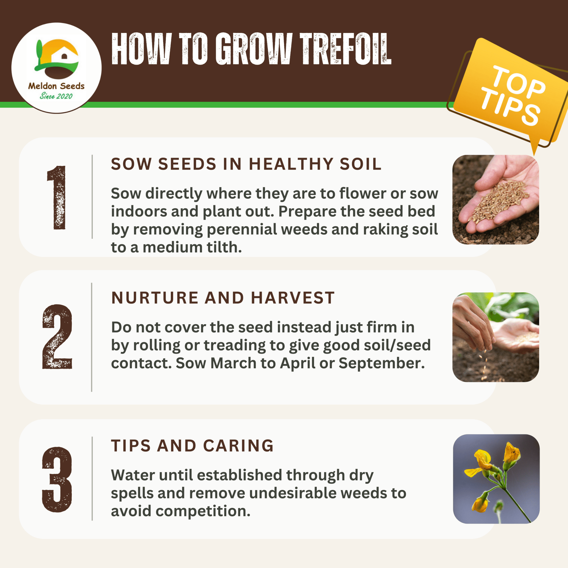 Birdsfoot Trefoil Seeds - 300 Native UK Wild Flower Seeds for Attracting Birds, Bees, Wildlife, Pollinators, Suitable for Planting and Growing Outdoors in Meadows, Fields and Gardens by Meldon Seeds - Chartley Chucks