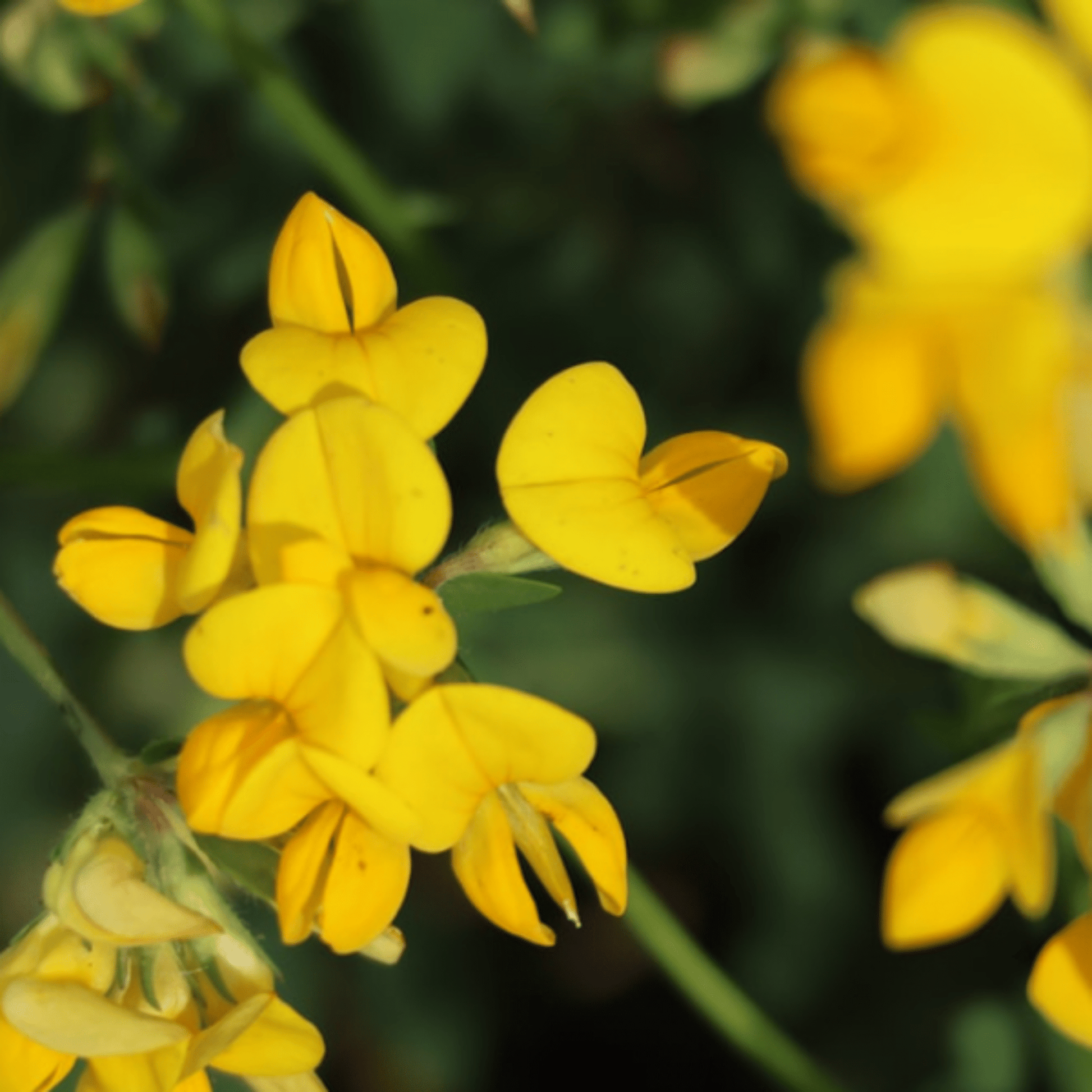 Birdsfoot Trefoil Seeds - 300 Native UK Wild Flower Seeds for Attracting Birds, Bees, Wildlife, Pollinators, Suitable for Planting and Growing Outdoors in Meadows, Fields and Gardens by Meldon Seeds - Chartley Chucks