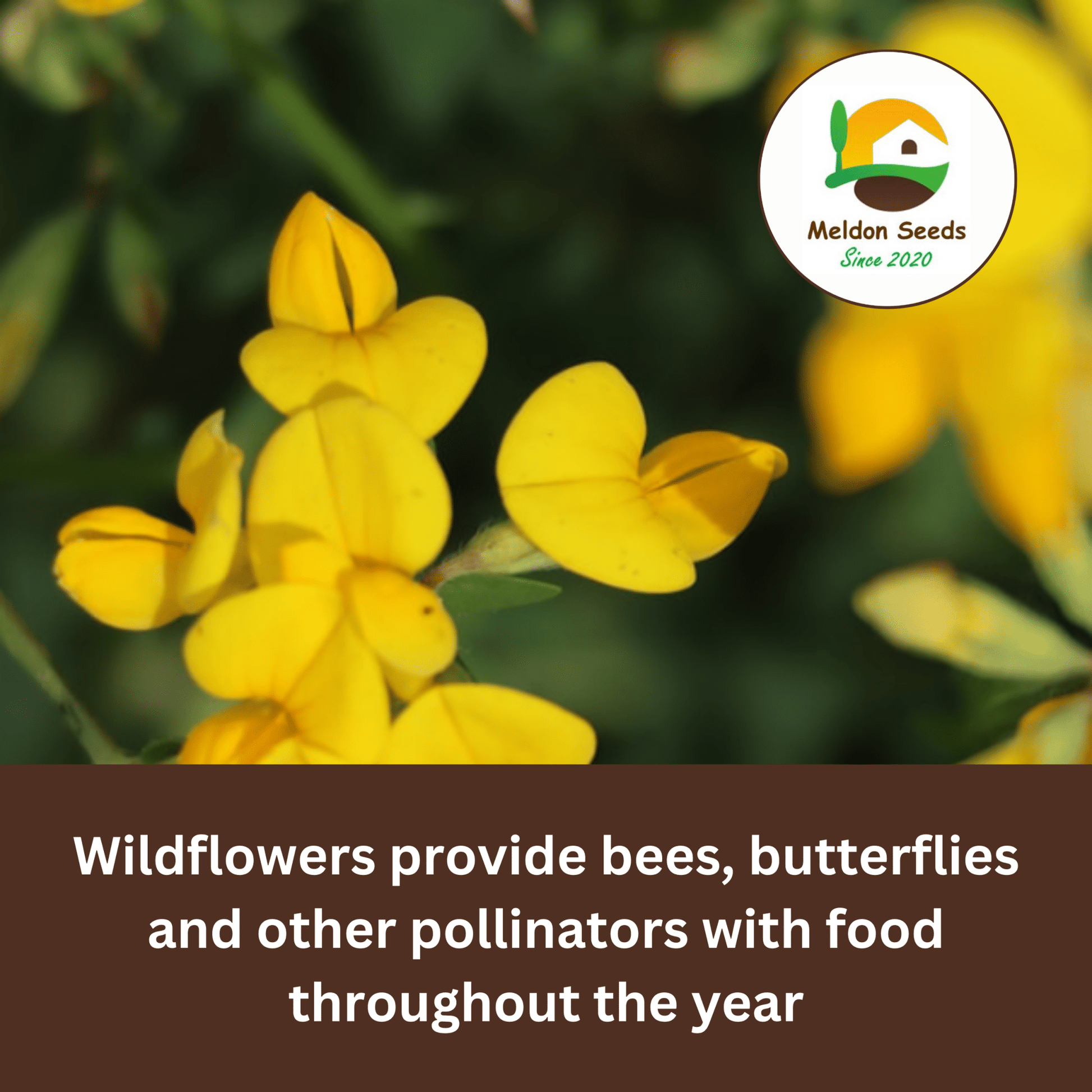 Birdsfoot Trefoil Seeds - 300 Native UK Wild Flower Seeds for Attracting Birds, Bees, Wildlife, Pollinators, Suitable for Planting and Growing Outdoors in Meadows, Fields and Gardens by Meldon Seeds - Chartley Chucks