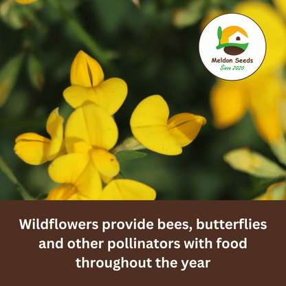 Birdsfoot Trefoil Seeds - 300 Native UK Wild Flower Seeds for Attracting Birds, Bees, Wildlife, Pollinators, Suitable for Planting and Growing Outdoors in Meadows, Fields and Gardens by Meldon Seeds - Chartley Chucks