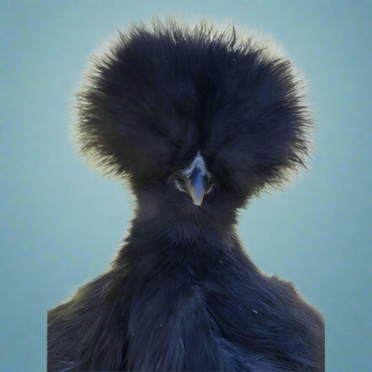 Bantam Silkies at POL - Black (scatty)