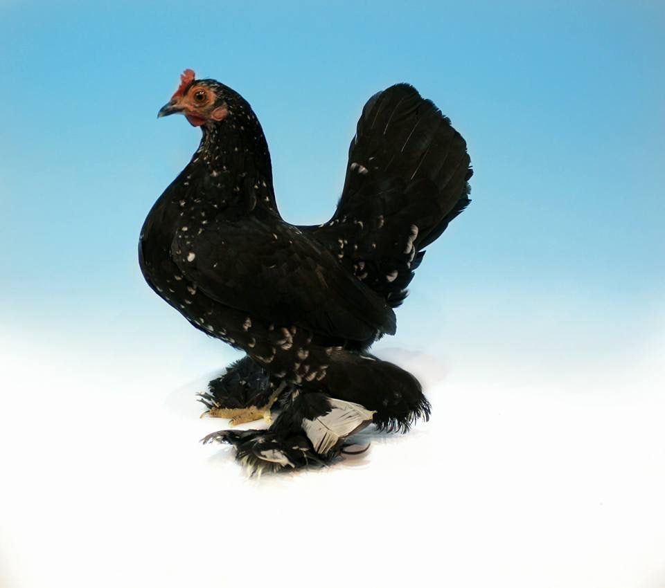 Booted Bantam - Black - Chartley Chucks