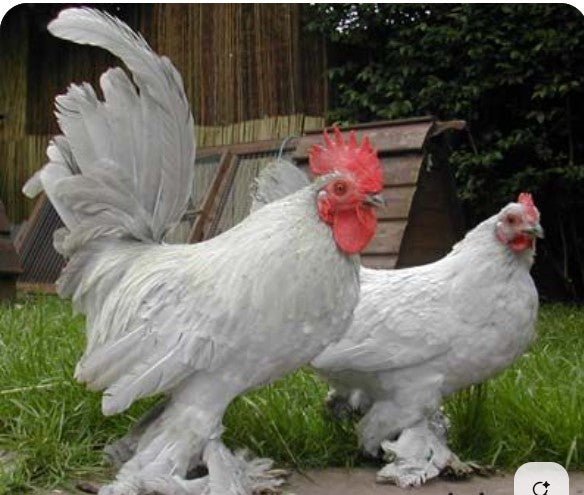 Booted Bantam - Lavender pair - Chartley Chucks