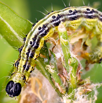 Box Tree Moth Caterpillar - (Steinernema Feltiae/Carpocapsae mix) - Chartley Chucks