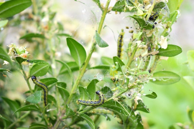 Box Tree Moth Caterpillar - (Steinernema Feltiae/Carpocapsae mix) for ...