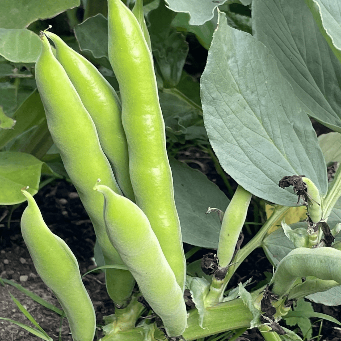 Broad Bean Aquadulce Claudia 45 Seeds - Chartley Chucks