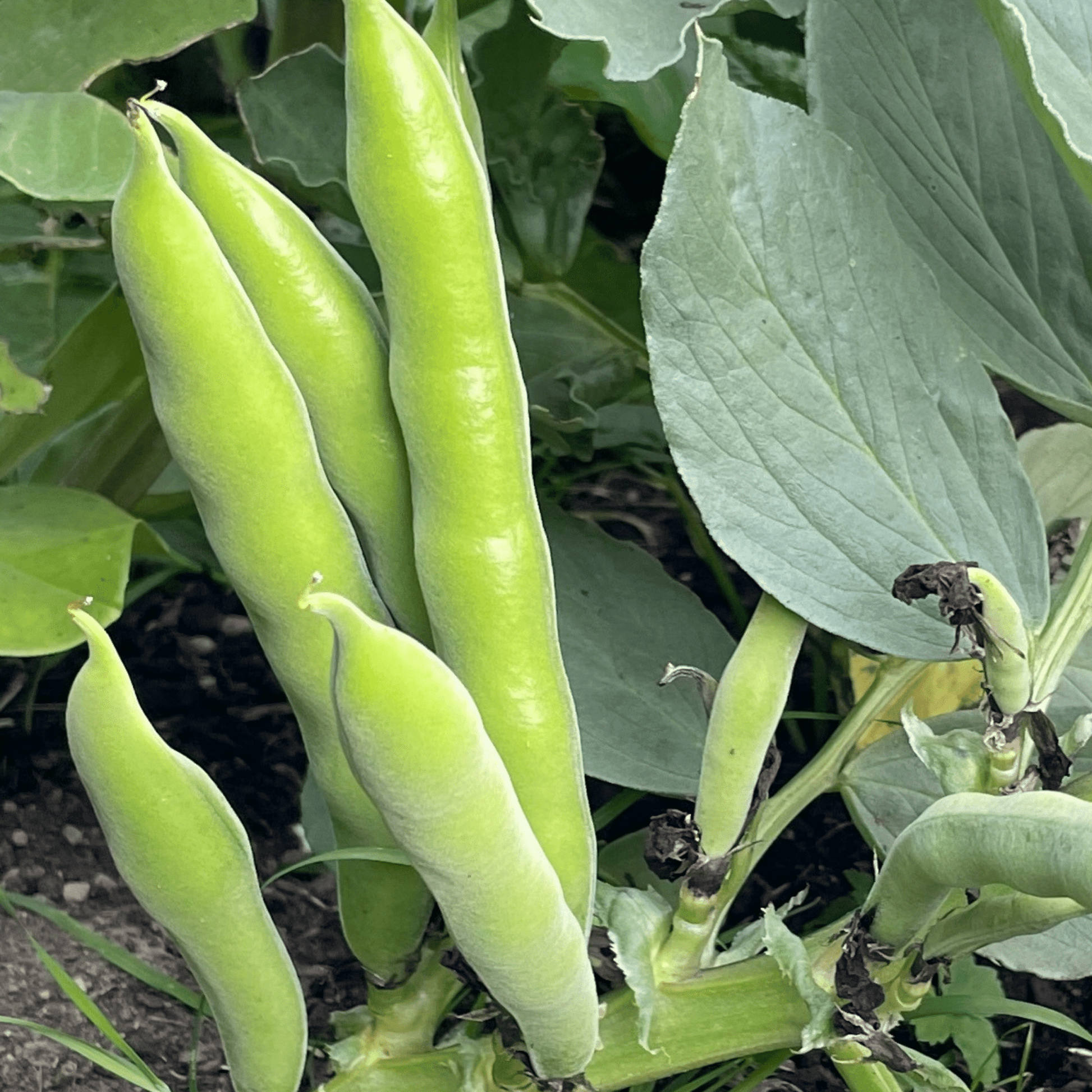 Broad Bean Aquadulce Claudia 45 Seeds - Chartley Chucks