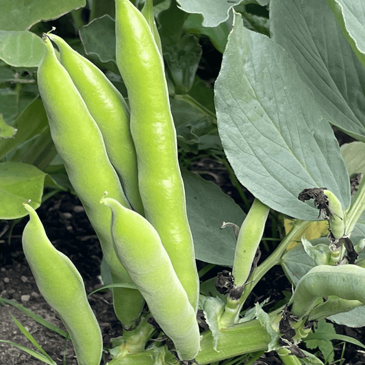 Broad Bean Aquadulce Claudia 45 Seeds - Chartley Chucks