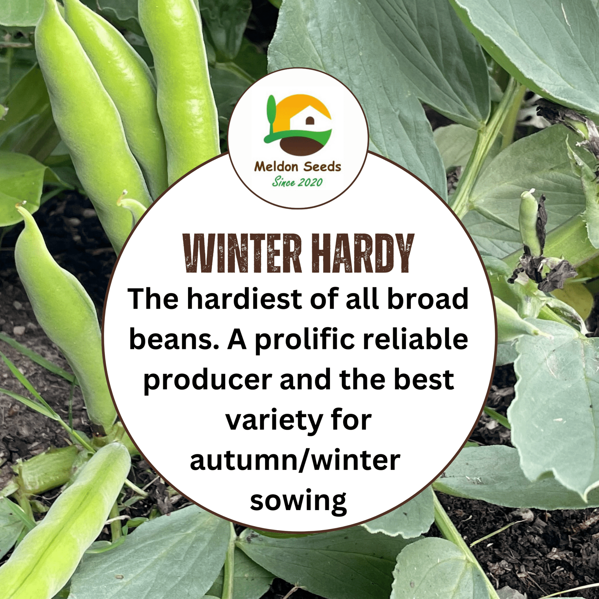 Broad Bean Aquadulce Claudia 45 Seeds - Chartley Chucks