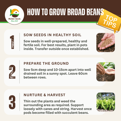 Broad Bean Aquadulce Claudia 45 Seeds - Chartley Chucks