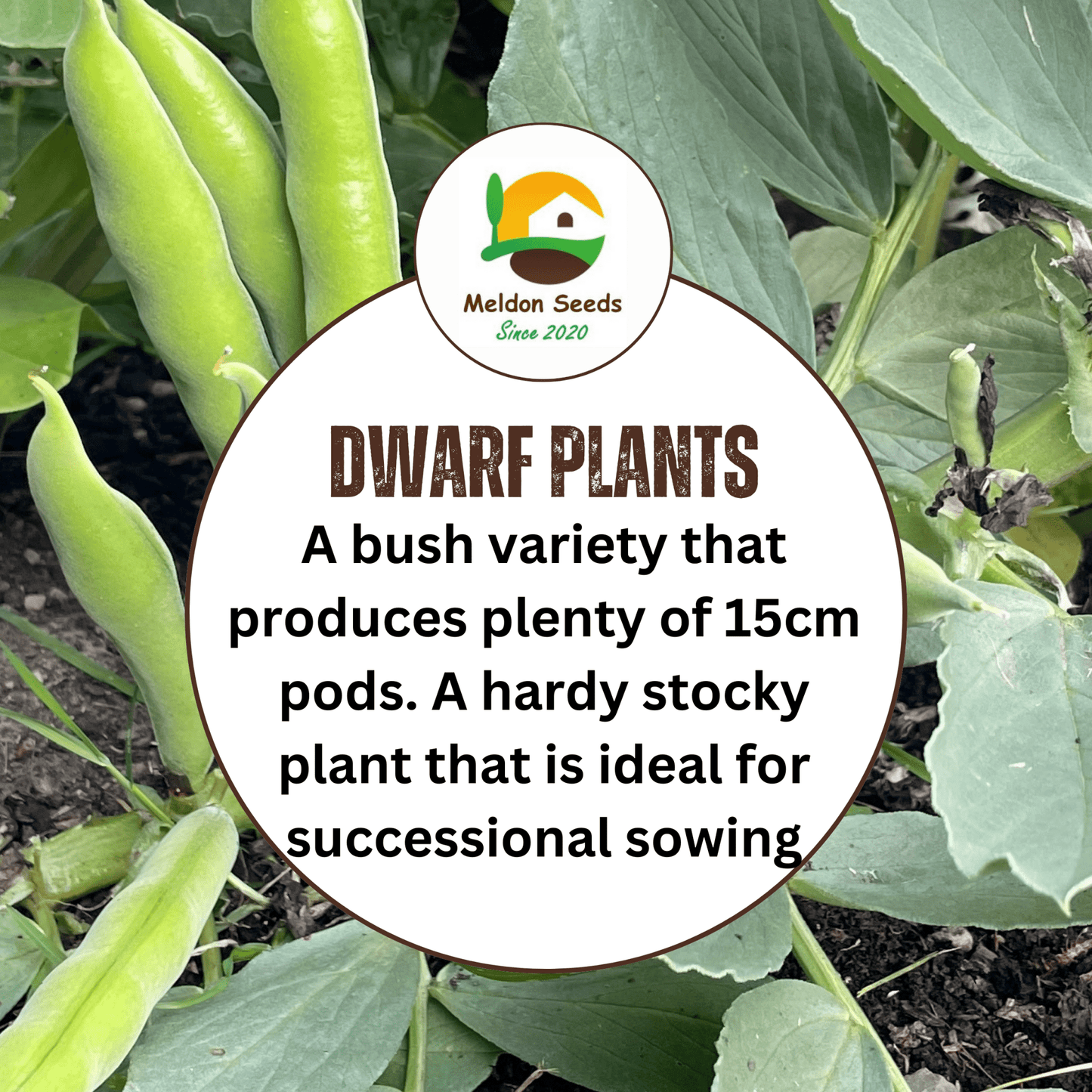 Broad Bean Sutton Dwarf 45 Seeds - Chartley Chucks