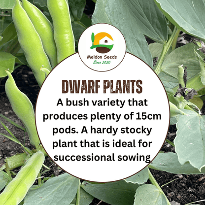 Broad Bean Sutton Dwarf 45 Seeds - Chartley Chucks