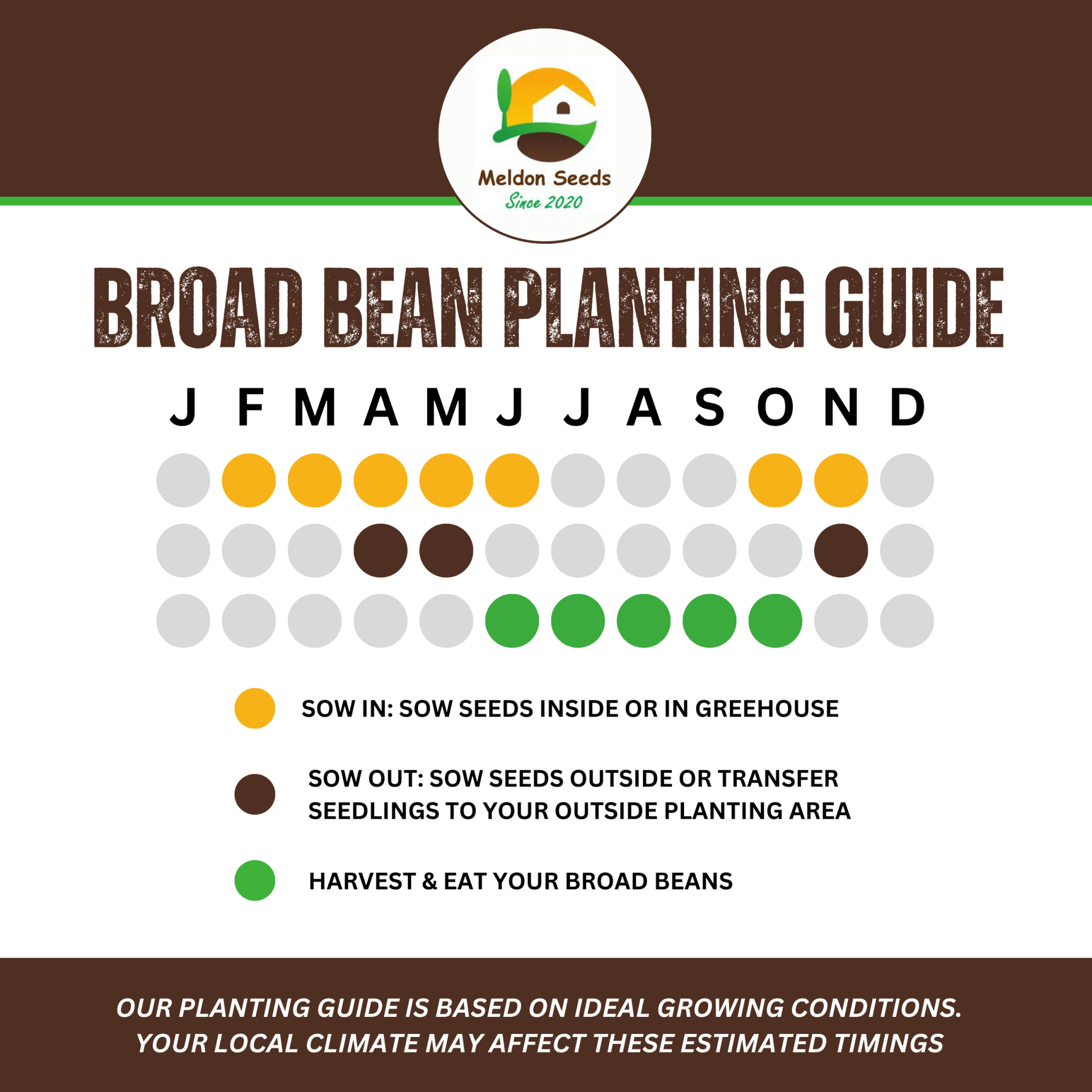 Broad Bean Sutton Dwarf 45 Seeds - Chartley Chucks