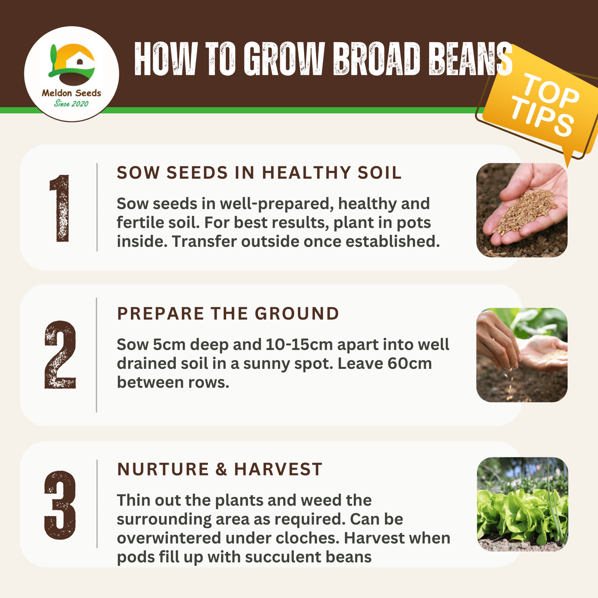 Broad Bean Sutton Dwarf 45 Seeds - Chartley Chucks