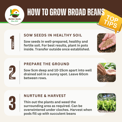 Broad Bean Sutton Dwarf 45 Seeds - Chartley Chucks