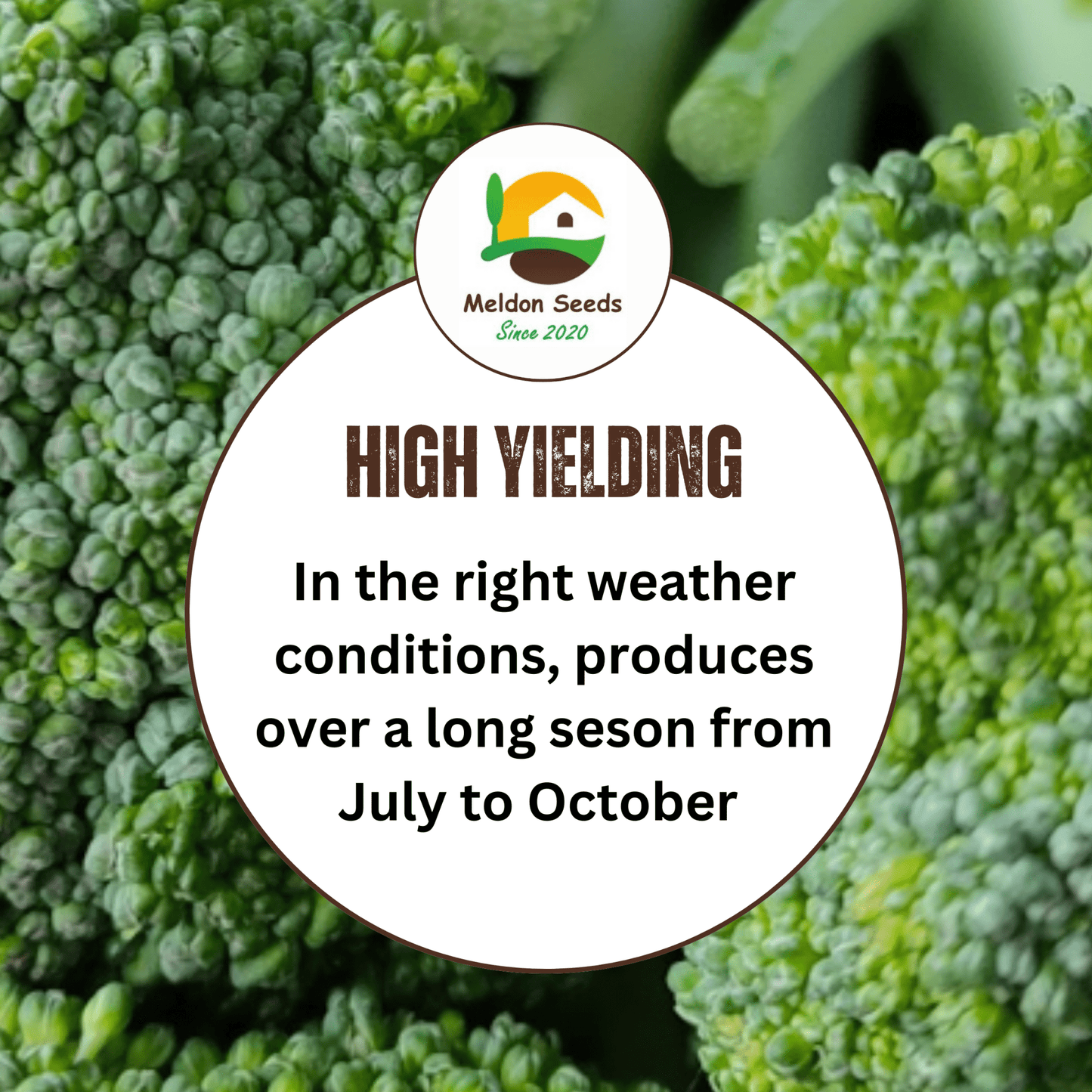 Broccoli Green Sprouting 200 Seeds - Chartley Chucks