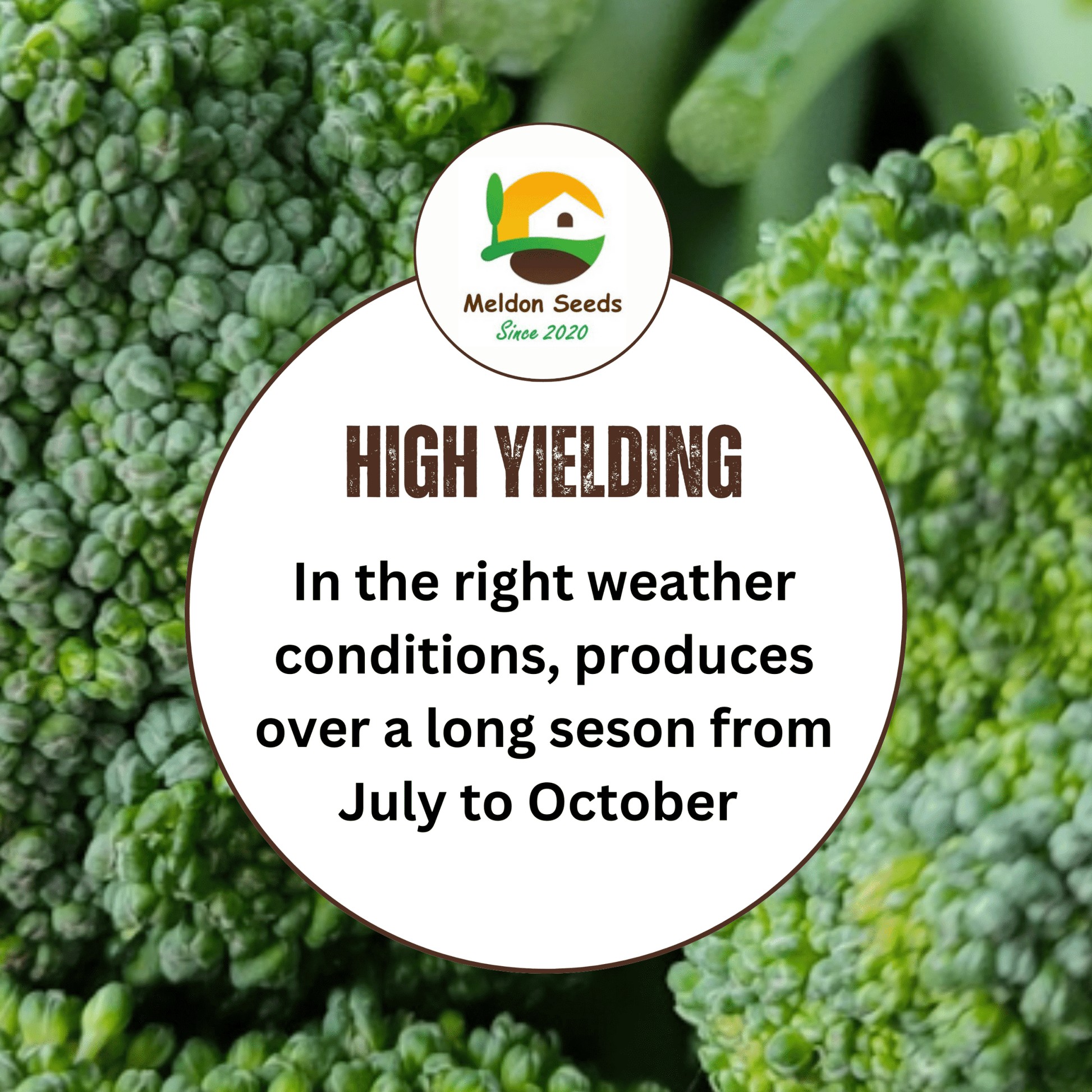 Broccoli Green Sprouting 200 Seeds - Chartley Chucks