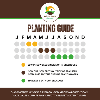 Broccoli Green Sprouting 200 Seeds - Chartley Chucks