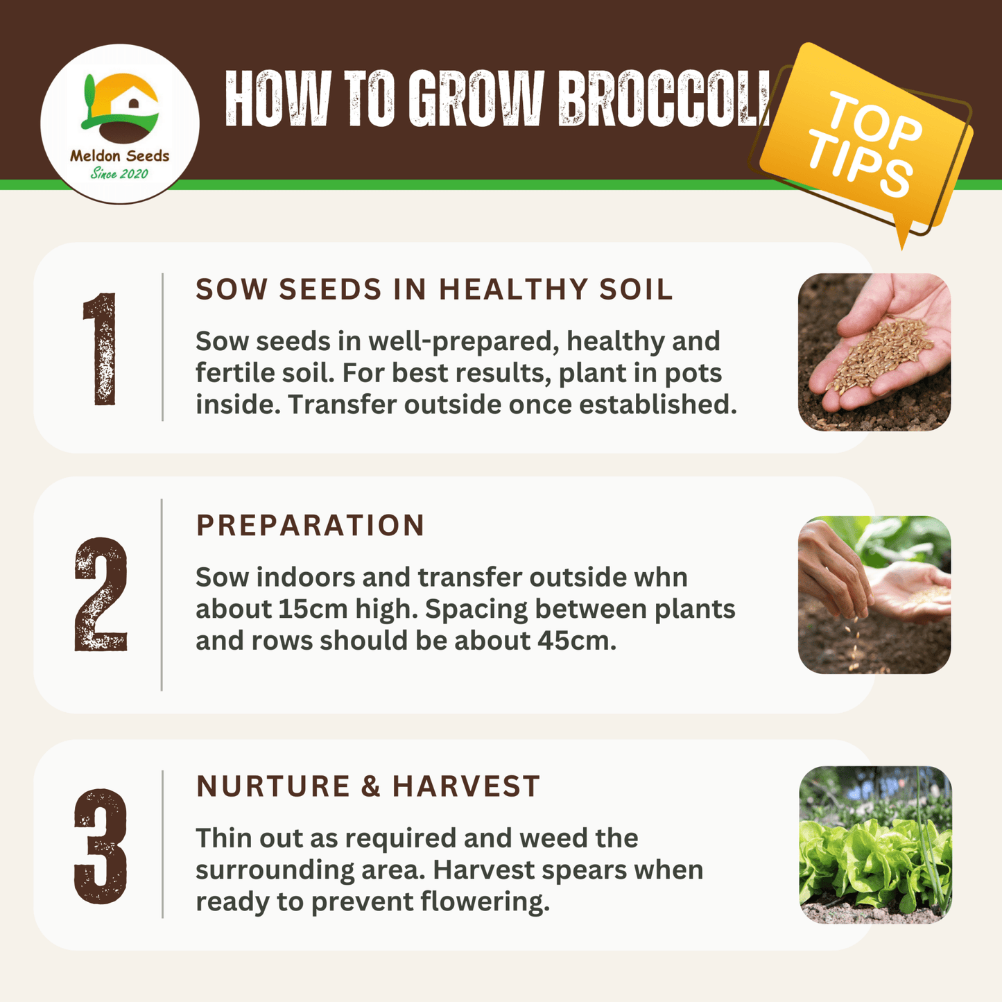 Broccoli Green Sprouting 200 Seeds - Chartley Chucks