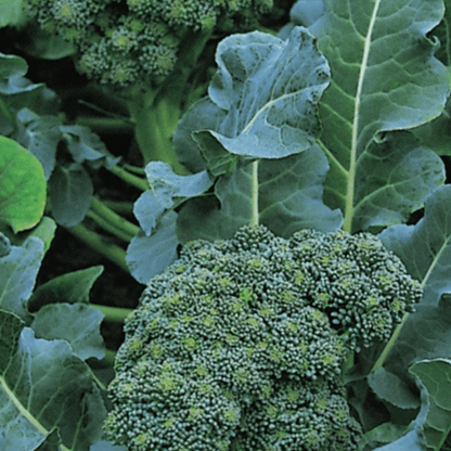 Broccoli Green Sprouting 200 Seeds - Chartley Chucks