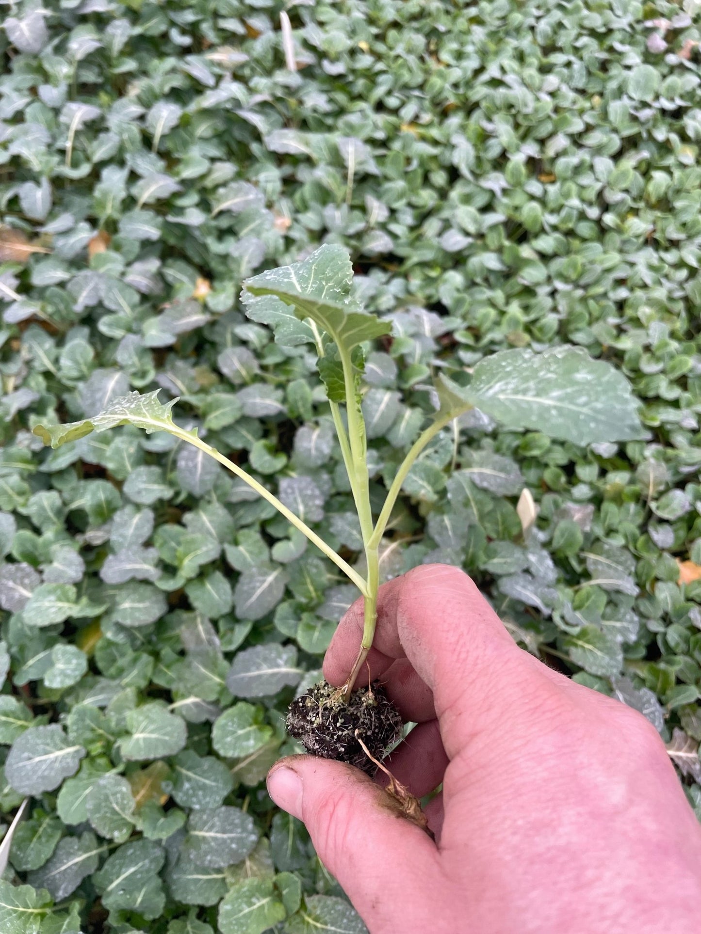Broccoli Plug Plants "Grow Your Own" Vegetables 'Ready to Plant Now' Young Vegetable Plants **Letterbox Friendly** - Chartley Chucks