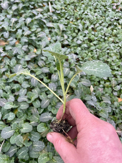 Broccoli Plug Plants "Grow Your Own" Vegetables 'Ready to Plant Now' Young Vegetable Plants **Letterbox Friendly** - Chartley Chucks