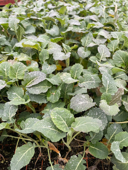Broccoli Plug Plants "Grow Your Own" Vegetables 'Ready to Plant Now' Young Vegetable Plants **Letterbox Friendly** - Chartley Chucks