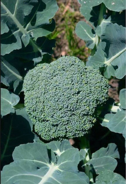 Broccoli Plug Plants "Grow Your Own" Vegetables 'Ready to Plant Now' Young Vegetable Plants **Letterbox Friendly** - Chartley Chucks