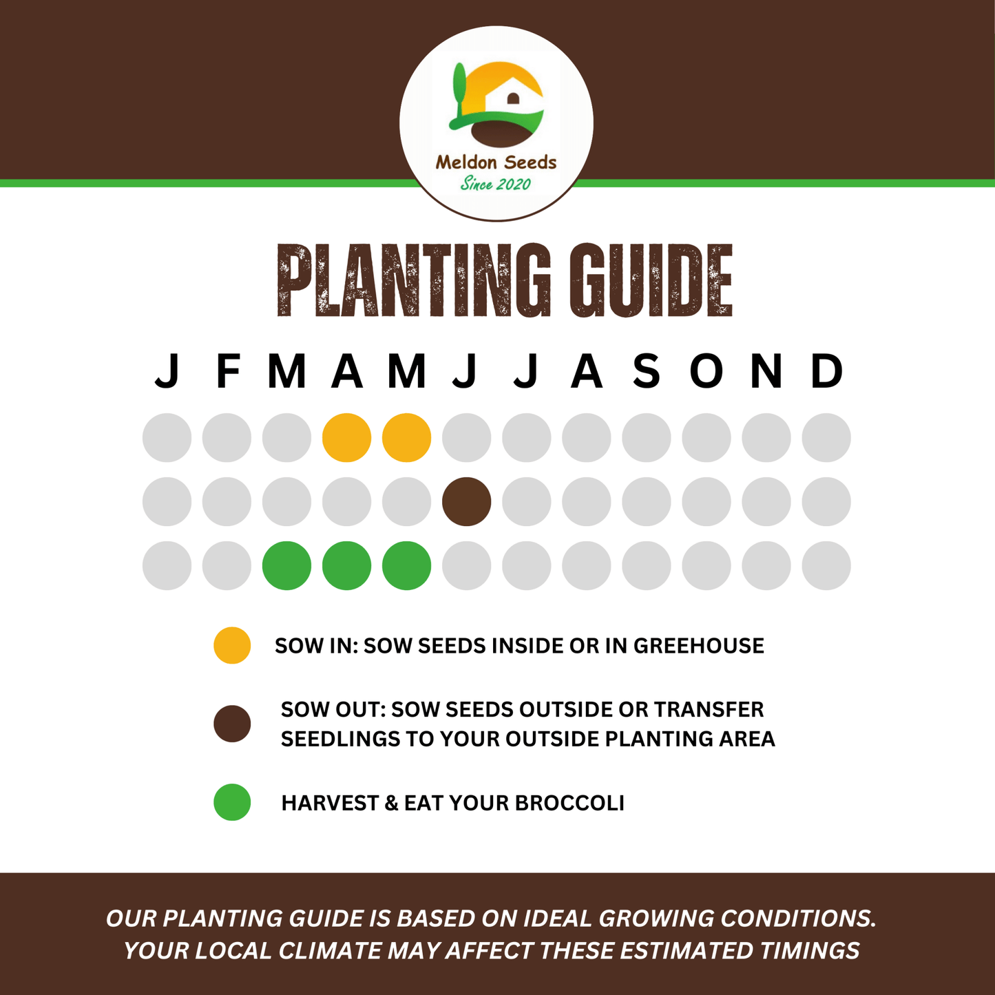 Broccoli Seeds Early Purple Sprouting 300 Fresh Seeds Winter Hardy Vegetable - Chartley Chucks