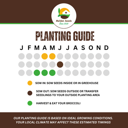 Broccoli Seeds Early Purple Sprouting 300 Fresh Seeds Winter Hardy Vegetable - Chartley Chucks