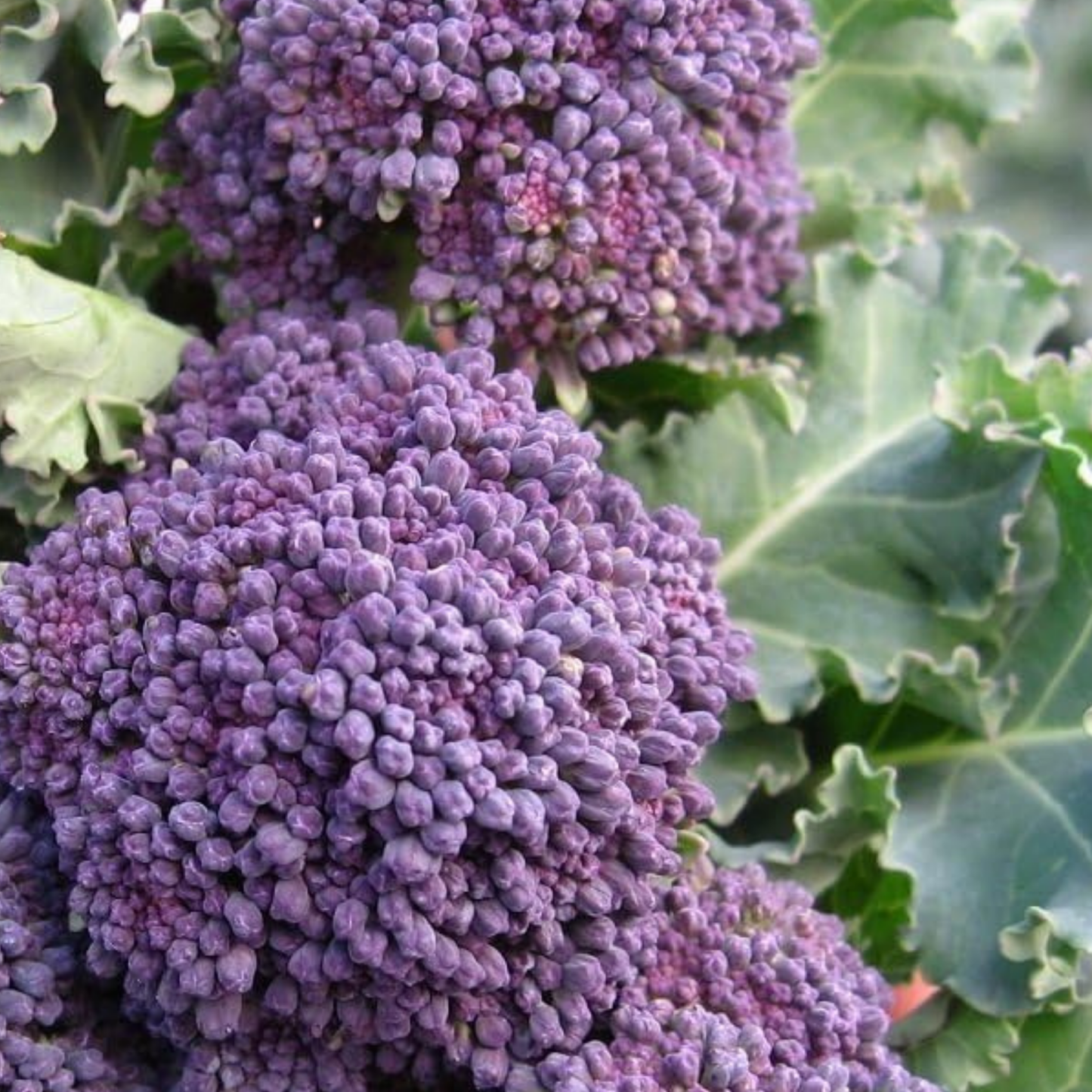 Broccoli Seeds Early Purple Sprouting 300 Fresh Seeds Winter Hardy Vegetable - Chartley Chucks