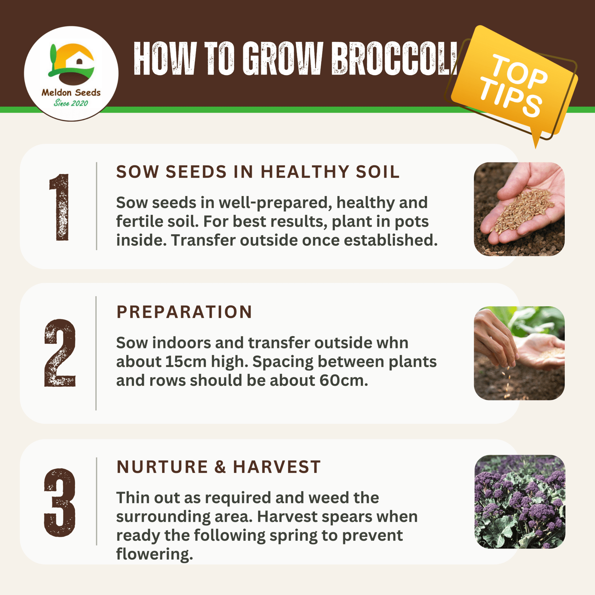 Broccoli Seeds Early Purple Sprouting 300 Fresh Seeds Winter Hardy Vegetable - Chartley Chucks