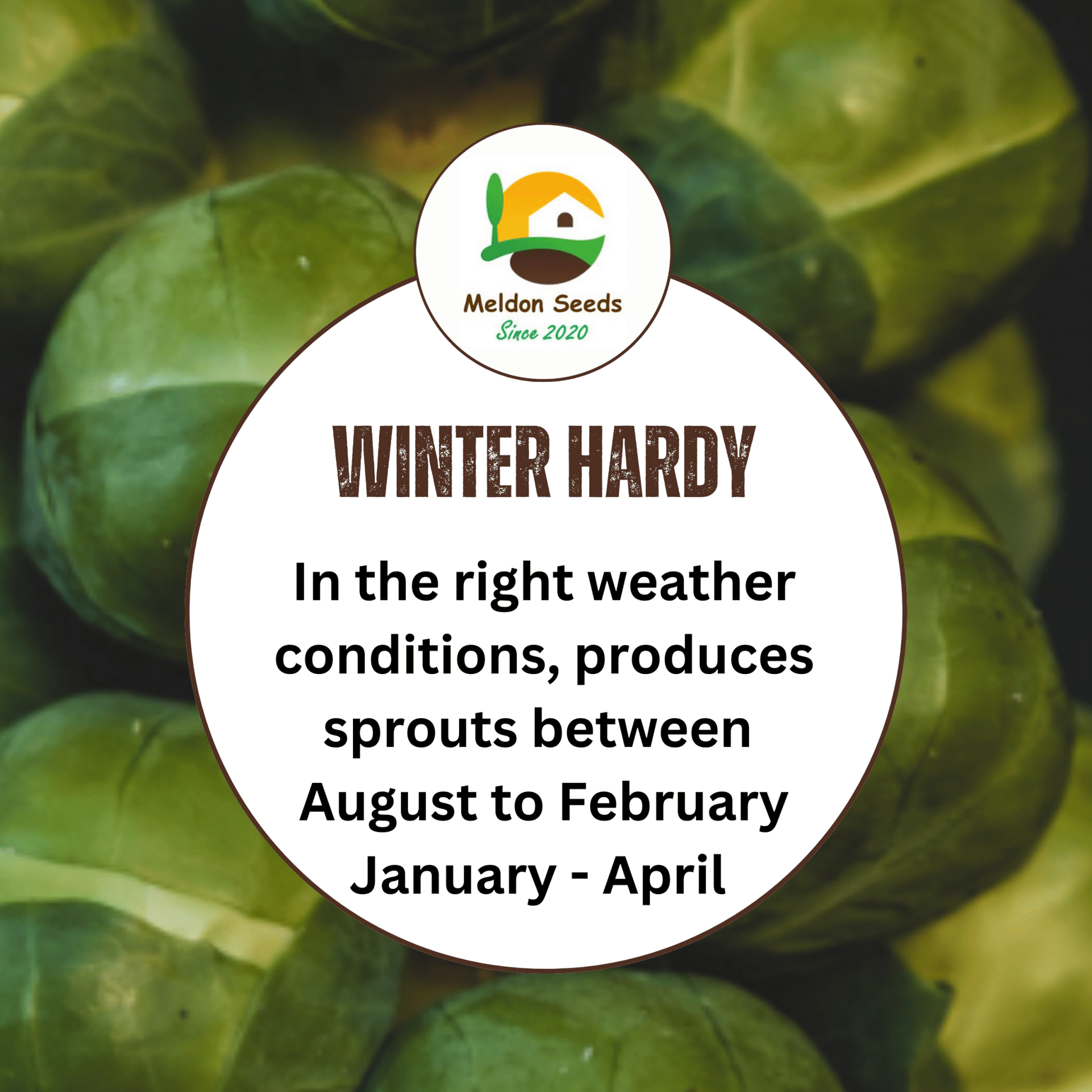 Brussels Sprout Evesham Special 450 Seeds - Chartley Chucks