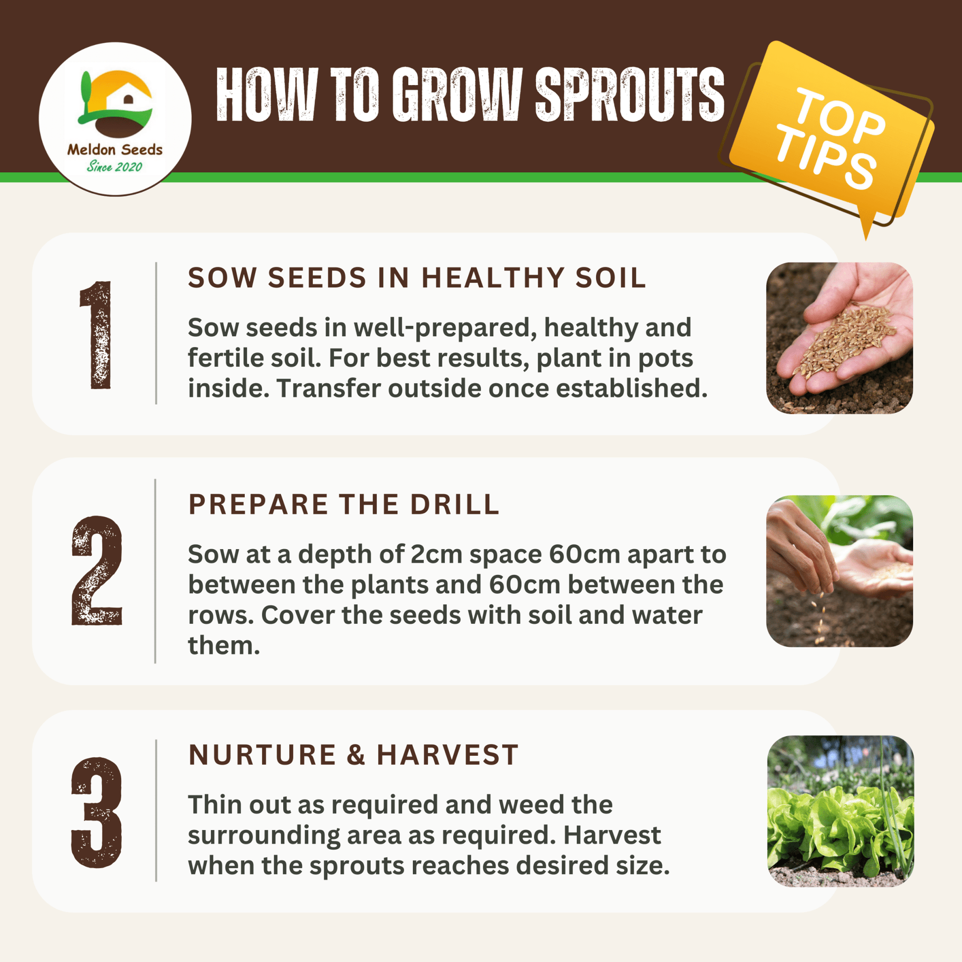 Brussels Sprout Evesham Special 450 Seeds - Chartley Chucks