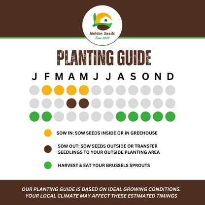 Brussels Sprout Evesham Special 450 Seeds - Chartley Chucks