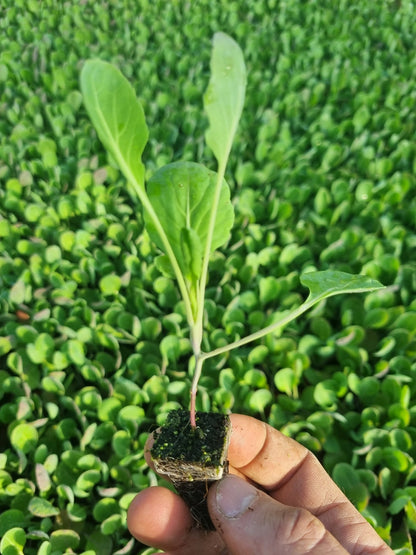 Brussels Sprout Plug Plants "Grow Your Own" Vegetables **Letterbox Friendly** - Chartley Chucks