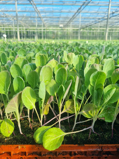 Brussels Sprout Plug Plants "Grow Your Own" Vegetables **Letterbox Friendly** - Chartley Chucks