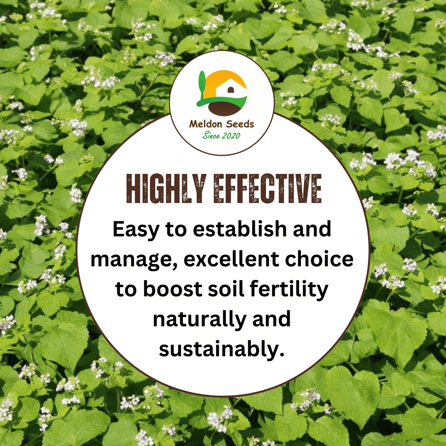 Buckwheat Green Manure Seeds - 1kg - Chartley Chucks