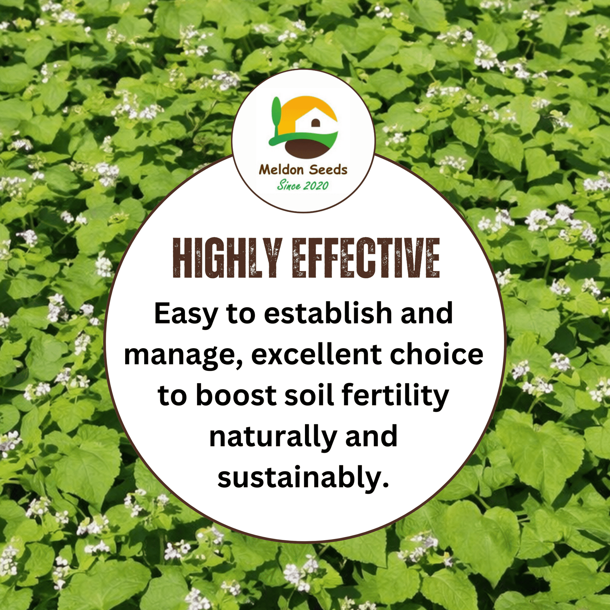 Buckwheat Green Manure Seeds - 1kg - Chartley Chucks