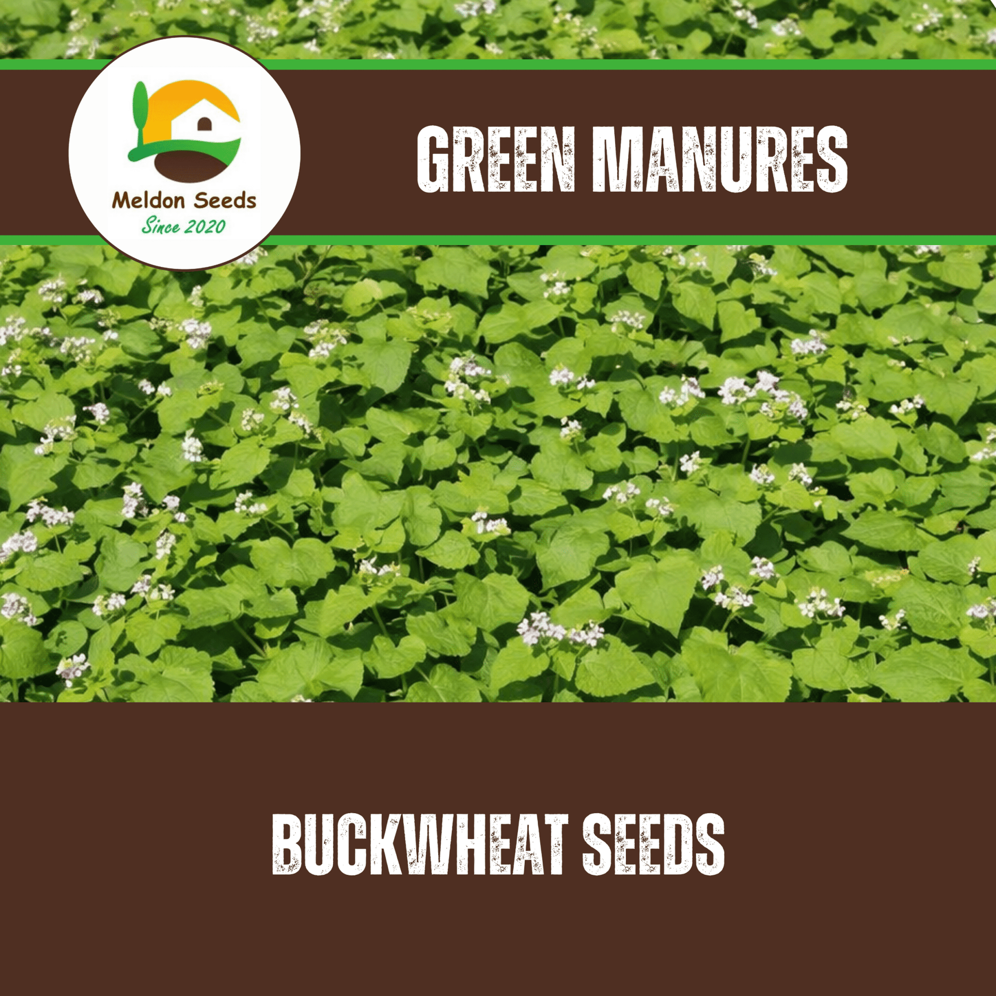 Buckwheat Green Manure Seeds - 1kg - Chartley Chucks