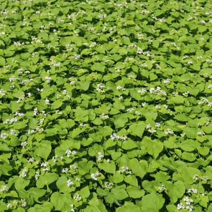 Buckwheat Green Manure Seeds - 1kg - Chartley Chucks