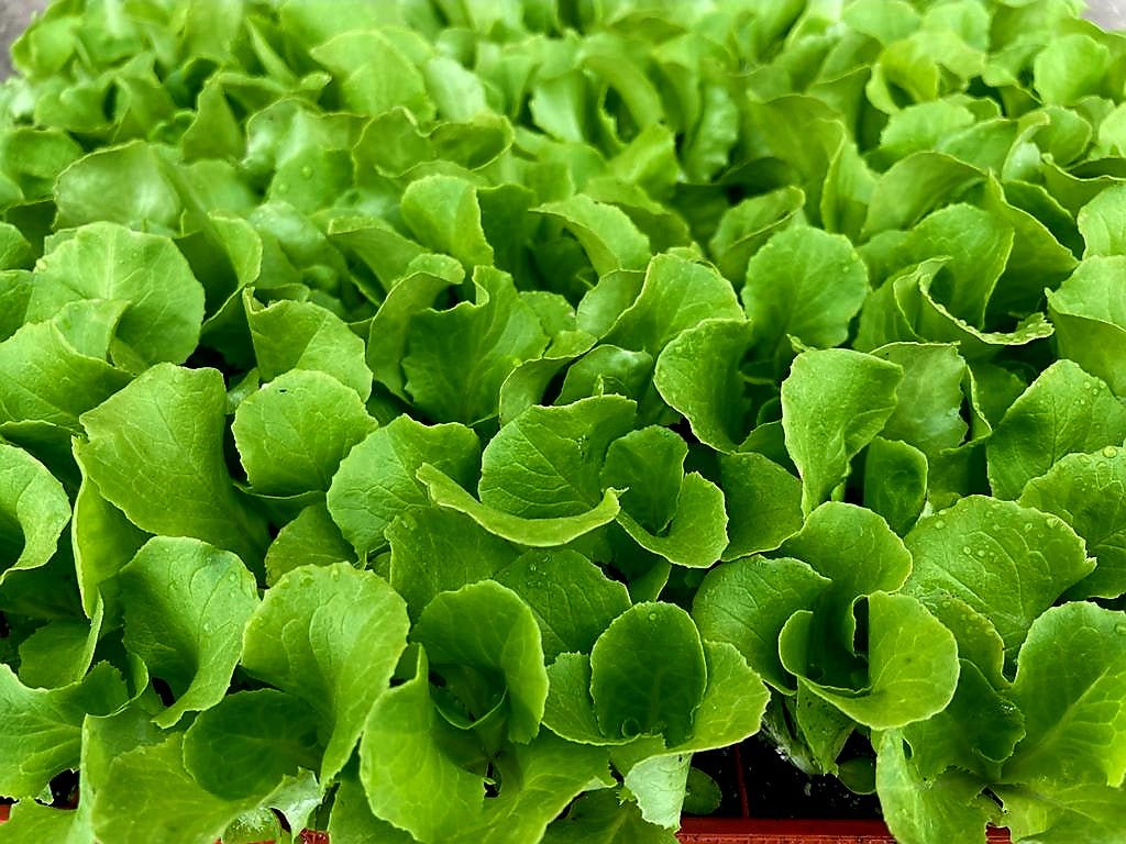 Butterhead Lettuce Plug Plants "Grow Your Own" Salads **Letterbox Friendly** - Chartley Chucks
