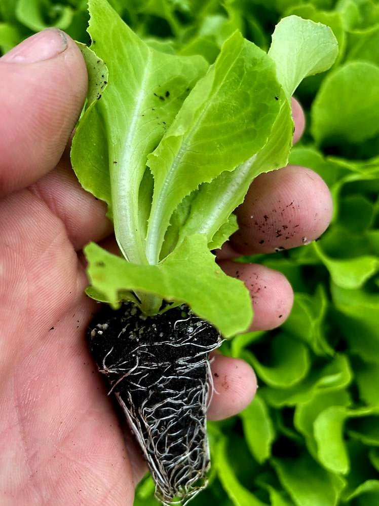 Butterhead Lettuce Plug Plants "Grow Your Own" Salads **Letterbox Friendly** - Chartley Chucks